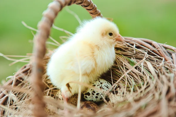 Цыплёнок в корзинке — Stock Photo, Image
