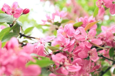 ??????, ???????? ?????, ??????? ?????