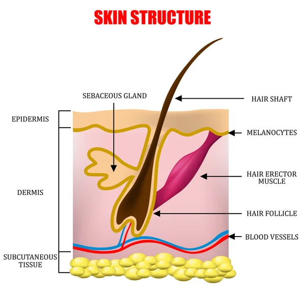 Structure de la peau — Image vectorielle