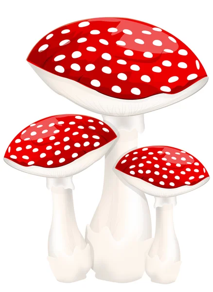 Red poison mushrooms — Stock Vector