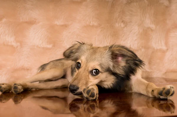 Roztomilý smíšené plemeno psa portrét — Stock fotografie