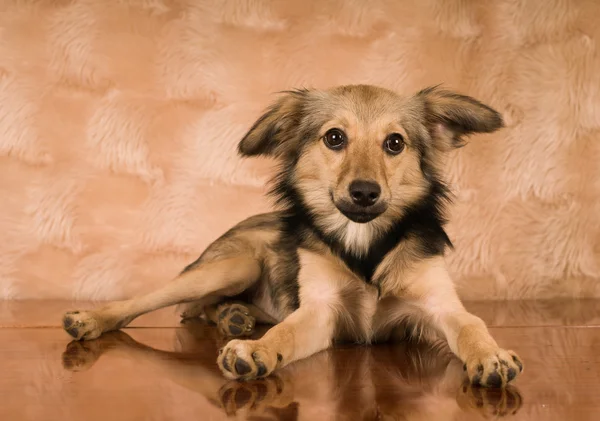 Lindo retrato de perro de raza mixta —  Fotos de Stock