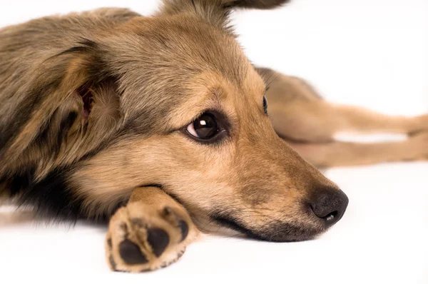 Cute mixed breed dog portrait — Stock Photo, Image