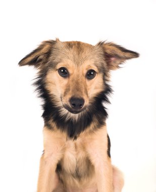 Şirin karışık doğurmak köpek portre