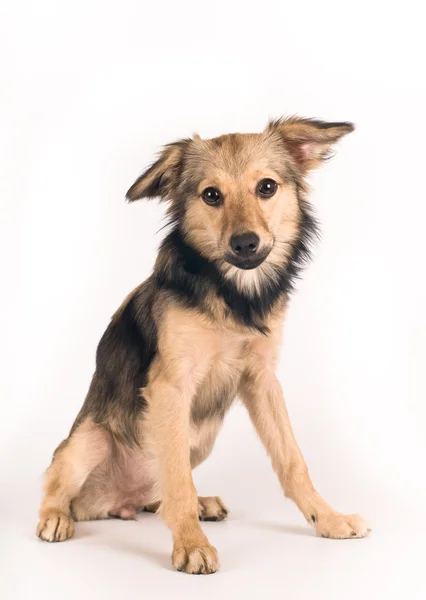 Cute mixed breed dog portrait — Stock Photo, Image