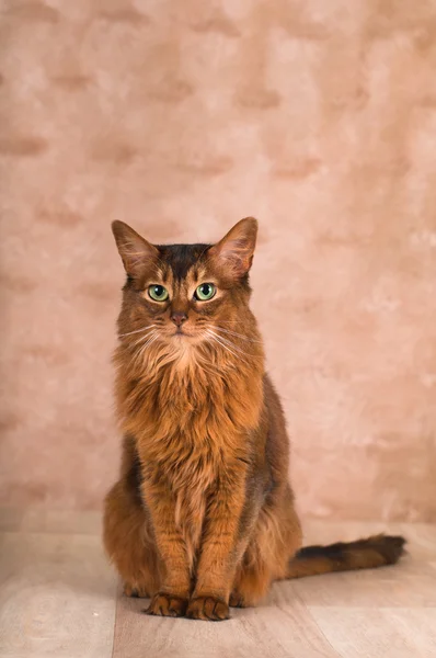 Retrato de gato somali — Fotografia de Stock