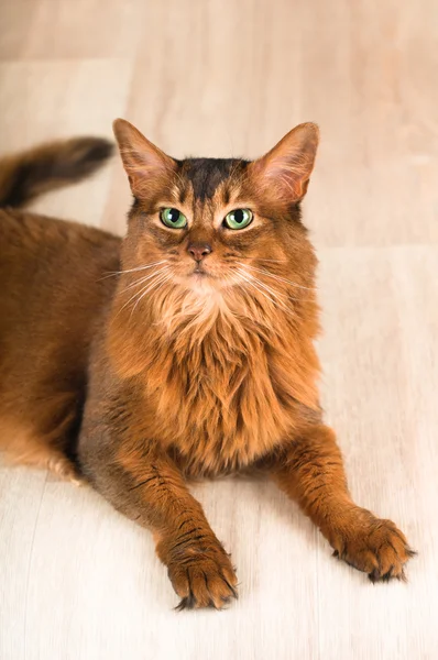 Retrato de gato somali — Fotografia de Stock