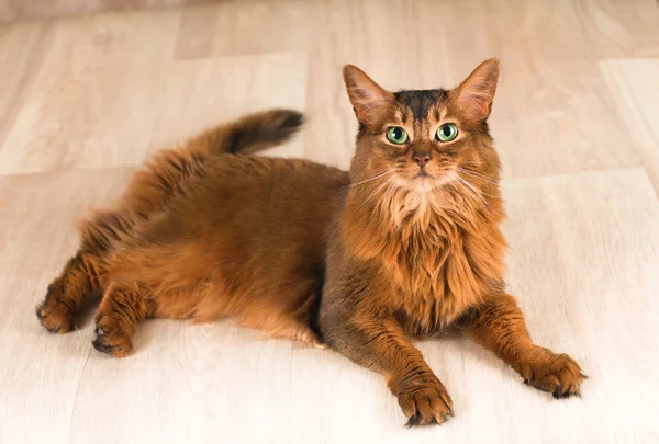 Retrato de gato somalí —  Fotos de Stock