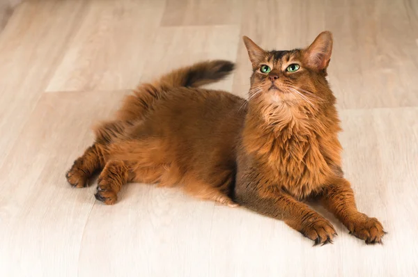 Somali cat portrait — Stock Photo, Image