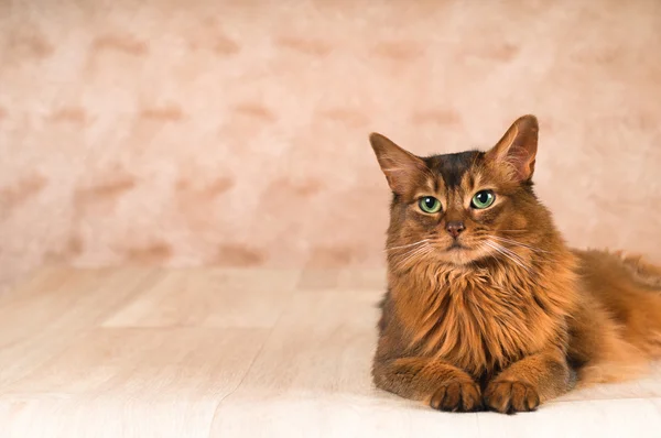 Somalí gato en el suelo con —  Fotos de Stock