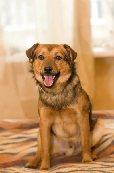 Portrait de chien de race mixte mignon à la maison — Photo