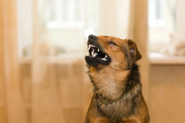 Linda raza mixta perro retrato en casa — Foto de Stock