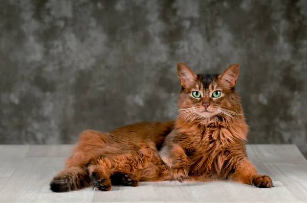 Ritratto di gatto somalo — Foto Stock