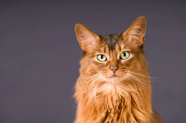 Retrato de gato somali — Fotografia de Stock