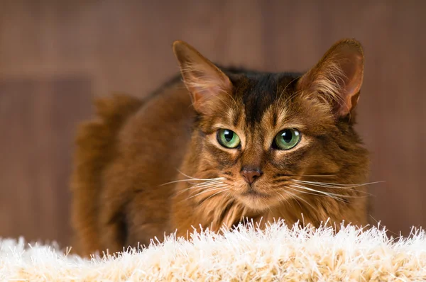 Retrato de gato somalí —  Fotos de Stock