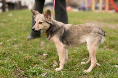 Sokak karışık doğurmak köpek