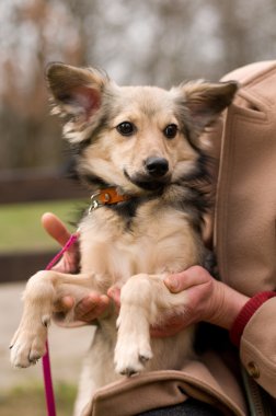 Sokak karışık doğurmak köpek