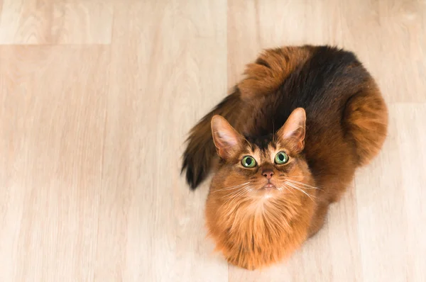 Somalische Katze Porträt von oben — Stockfoto