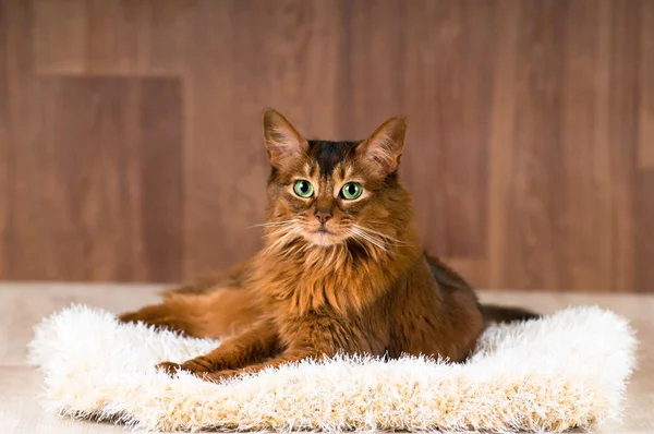 Somalische Katze Porträt auf flauschigem Bett lizenzfreie Stockbilder