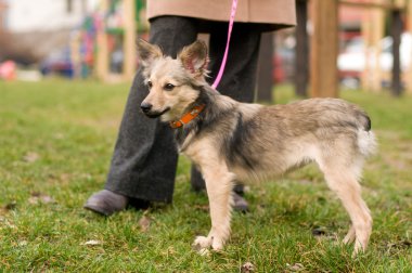 Sokak karışık doğurmak köpek