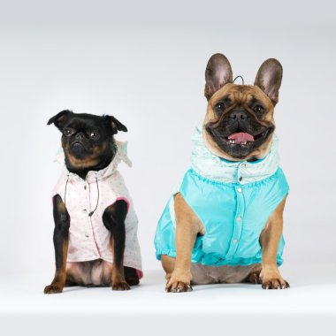 İki takım elbiseli safkan köpekler Tur