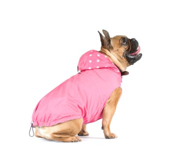 boğa köpek Fransız