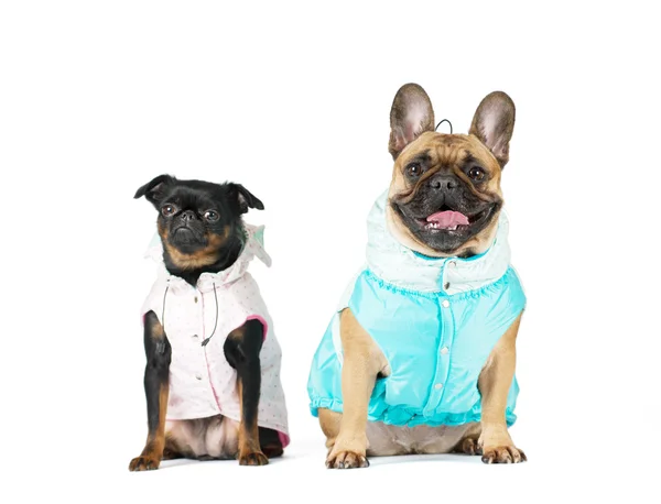 Två varv renrasiga hundar i kostymer — Stockfoto