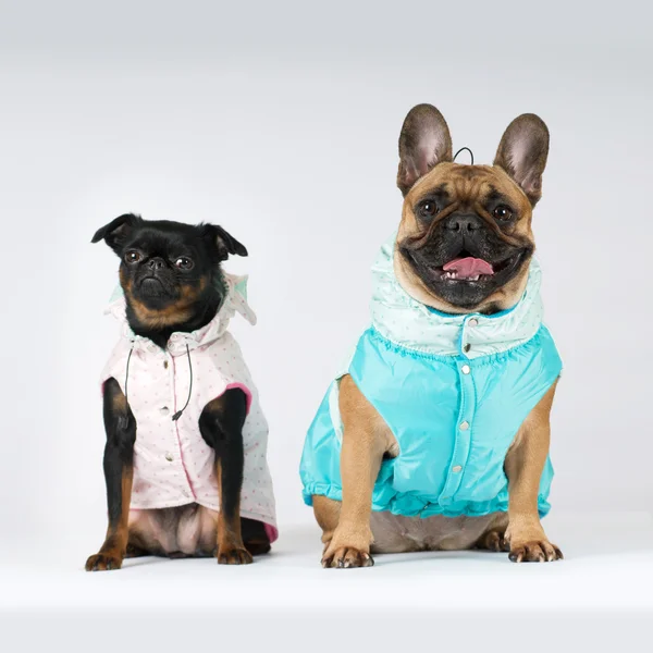 Dois cães de raça pura volta em ternos — Fotografia de Stock