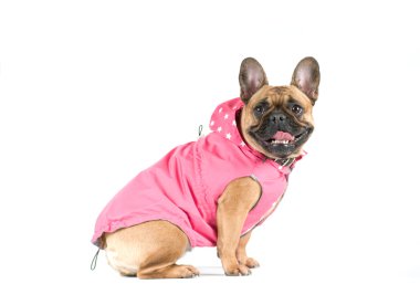 boğa köpek Fransız