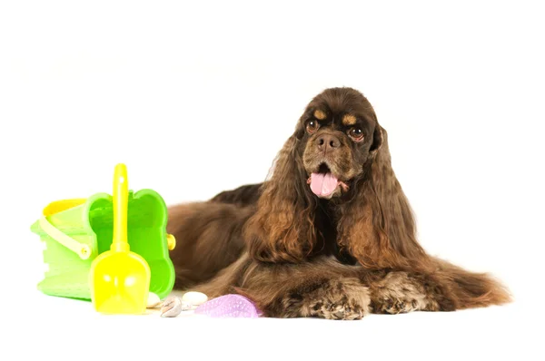 Americano cocker spaniel retrato — Foto de Stock