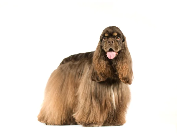 美国可卡犬肖像画 — 图库照片