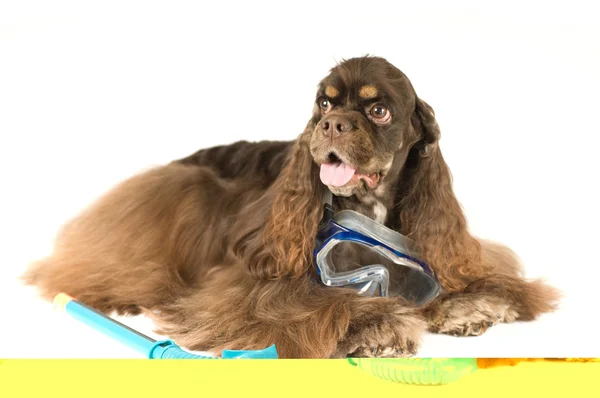 American cocker spaniel portrait — Stock Photo, Image