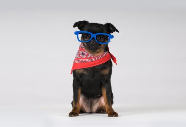 PTI brabanson portre Studio