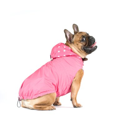 Fransız buldozer portre