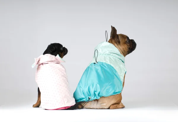 Fransk bulldog och pti brabanson porträtt — Stockfoto