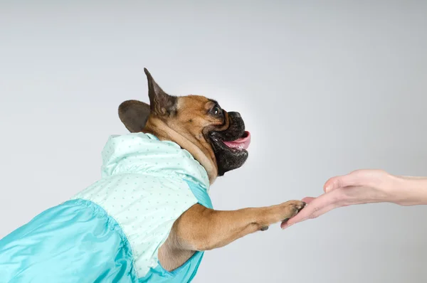 French bulldog giving his paw to owner — Stock Photo, Image