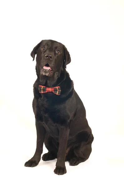 Retreiver labrador noir portrait — Photo