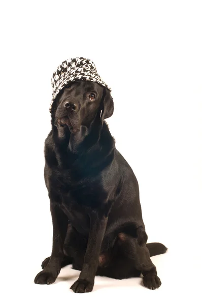 Black labrador retreiver portrait — Stock Photo, Image