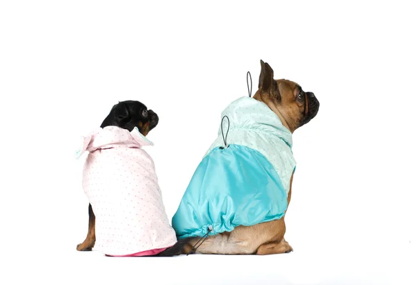 French bulldog and pti brabanson portrait — Stock Photo, Image