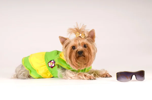 Yorkshire terrier portrait in studio — Stock Photo, Image