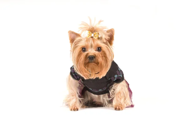 Yorkshire terrier portrait in studio — Stock Photo, Image