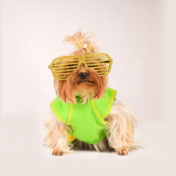 Yorkshire terrier portrait in studio — Stock Photo, Image