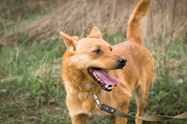 Röd blandras hund porträtt — Stockfoto