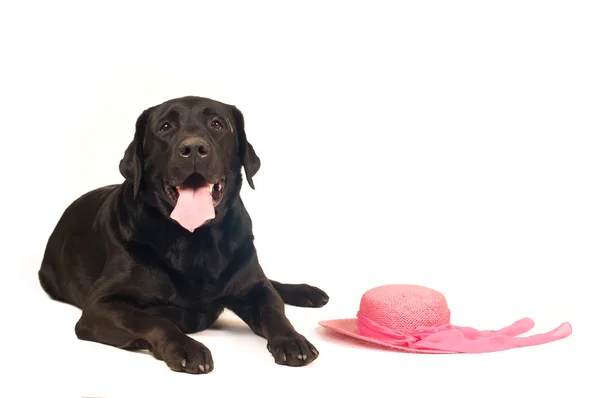 Porträt eines schwarzen Labradors Retreiver — Stockfoto