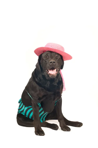 Porträt eines schwarzen Labradors Retreiver — Stockfoto