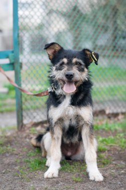 karışık cins köpek portre