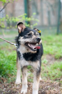 karışık cins köpek portre