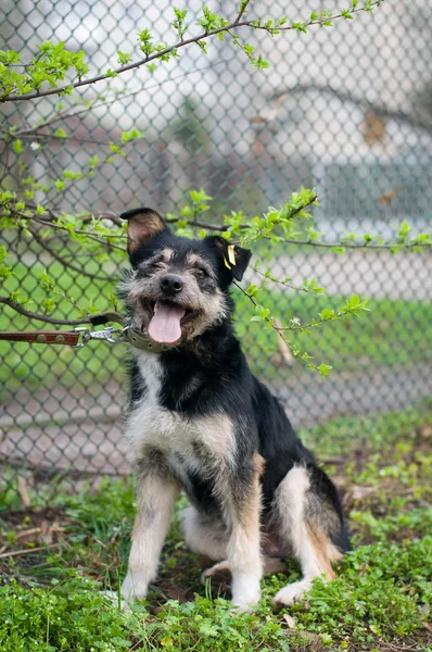 Retrato misto cão raça — Fotografia de Stock