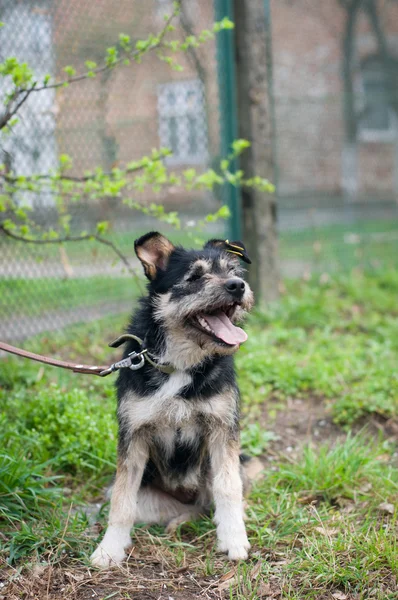 Mischlingshund-Porträt — Stockfoto