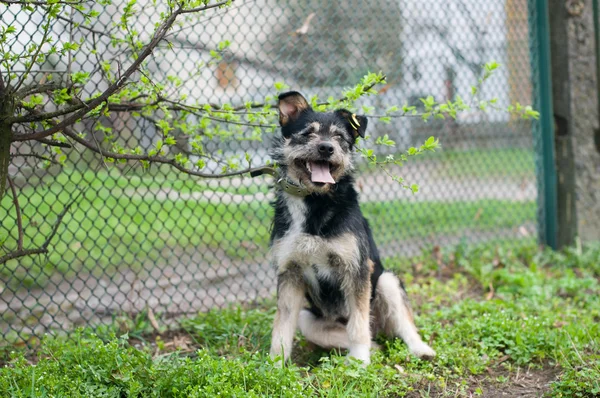 Mischlingshund-Porträt — Stockfoto